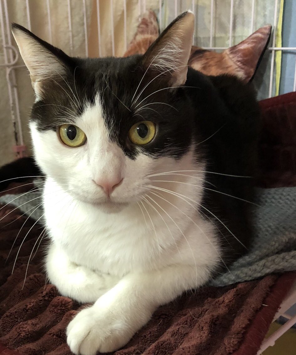 🐾今日の里親様募集中ニャンコ🐱メンバーです🐾2020,3,16